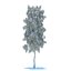 Birch
