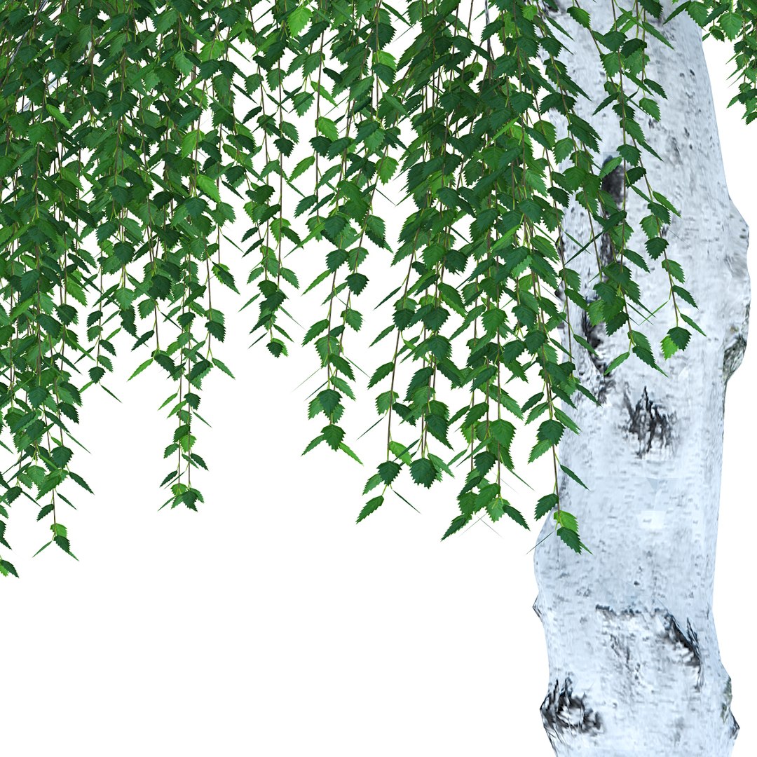 objects 3d model https://p.turbosquid.com/ts-thumb/xO/5e60ak/t8rhvvEC/birch20metresummerlowquality03/jpg/1409891181/1920x1080/fit_q87/f9c35e1ed0cffe2a7f0be816b6fad1faccbe4866/birch20metresummerlowquality03.jpg