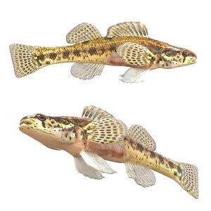 3D Swamp Darter fish model