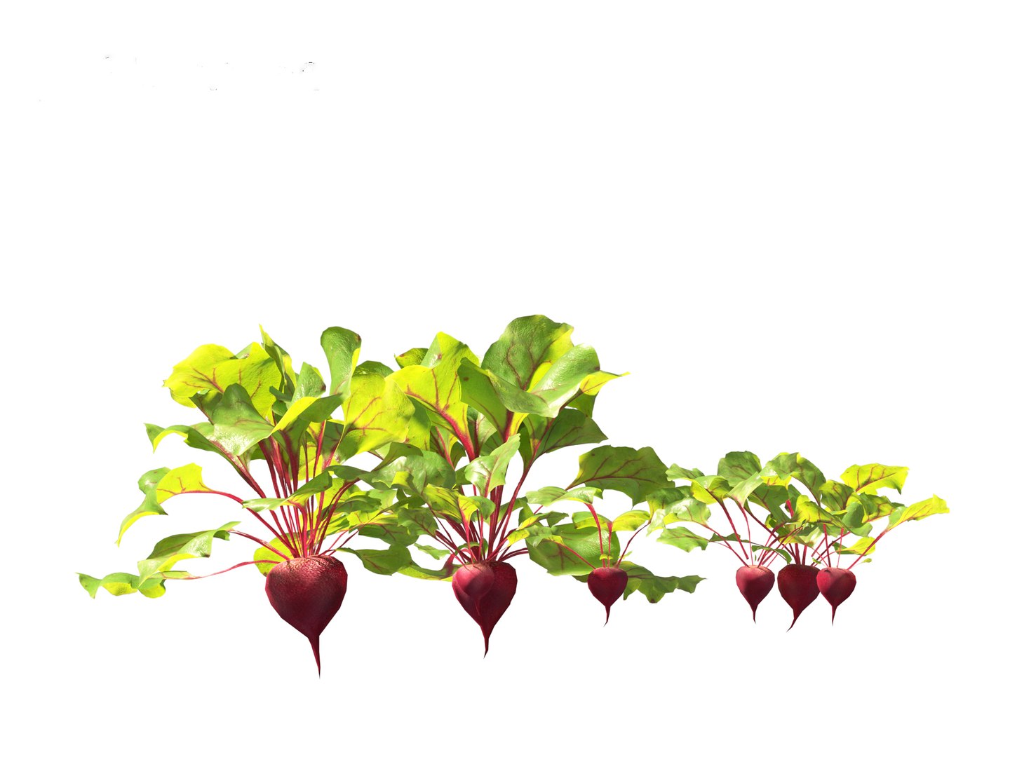 3D Beets - Beta Vulgaris - TurboSquid 2140607