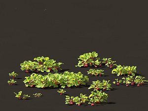 3D Beets - Beta vulgaris