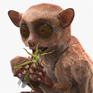 3D Tarsier Eating Grasshopper Fur for Maya model