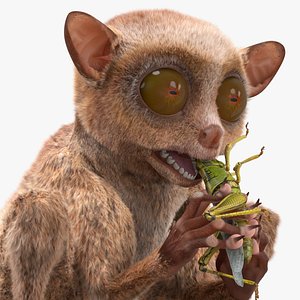 3D Tarsier Eating Grasshopper Fur for Maya model