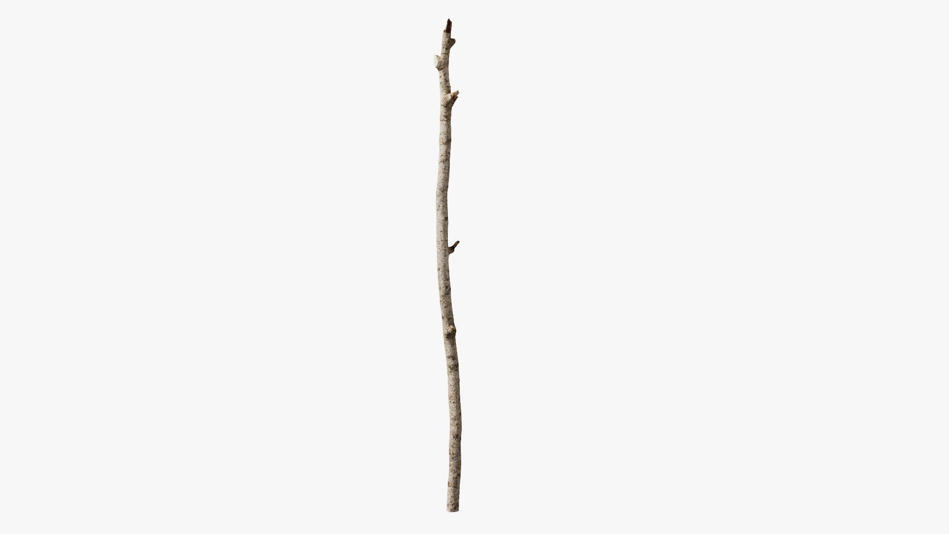 3D Scanned Sprig 11 StemCell https://p.turbosquid.com/ts-thumb/xO/Uotqv6/Ny/twig_11/jpg/1745652103/1920x1080/turn_fit_q99/58e583619429ae03134d022f4c621d7b9e500212/twig_11-1.jpg