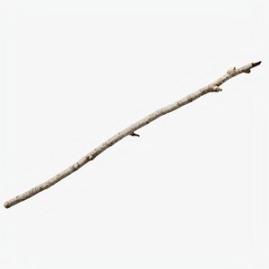 3D Scanned Sprig 11 StemCell