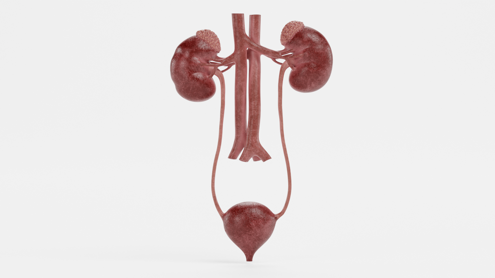 Urinary System Realistic 3D Model - TurboSquid 1714364