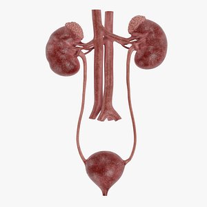 Urinary System Realistic 3D model