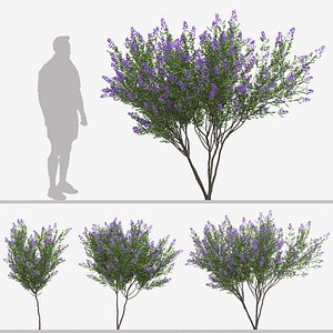 Set of Lagerstroemia indica or Crepe myrtle Trees
