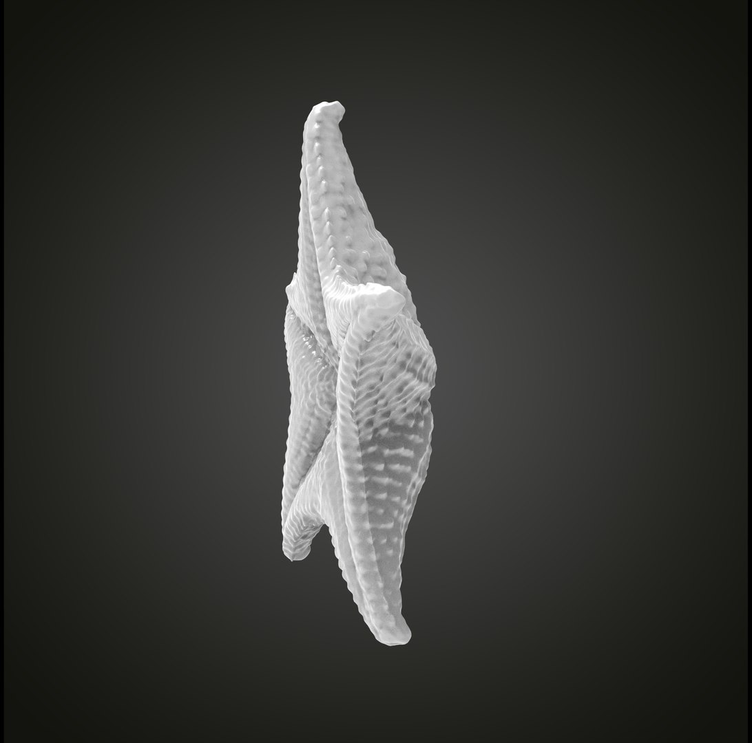 3D Starfish Model - TurboSquid 1877434