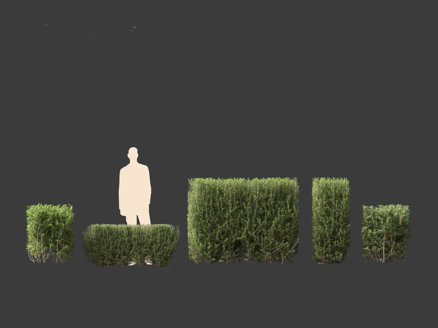 Ligustrum vulgare - European privet 02 3D model https://p.turbosquid.com/ts-thumb/xO/ypKofu/HR/ligustrumvulgare022/jpg/1697116305/1920x1080/fit_q87/791042bddfaf6d94a9774bcd68215cb0fb7ccdd4/ligustrumvulgare022.jpg