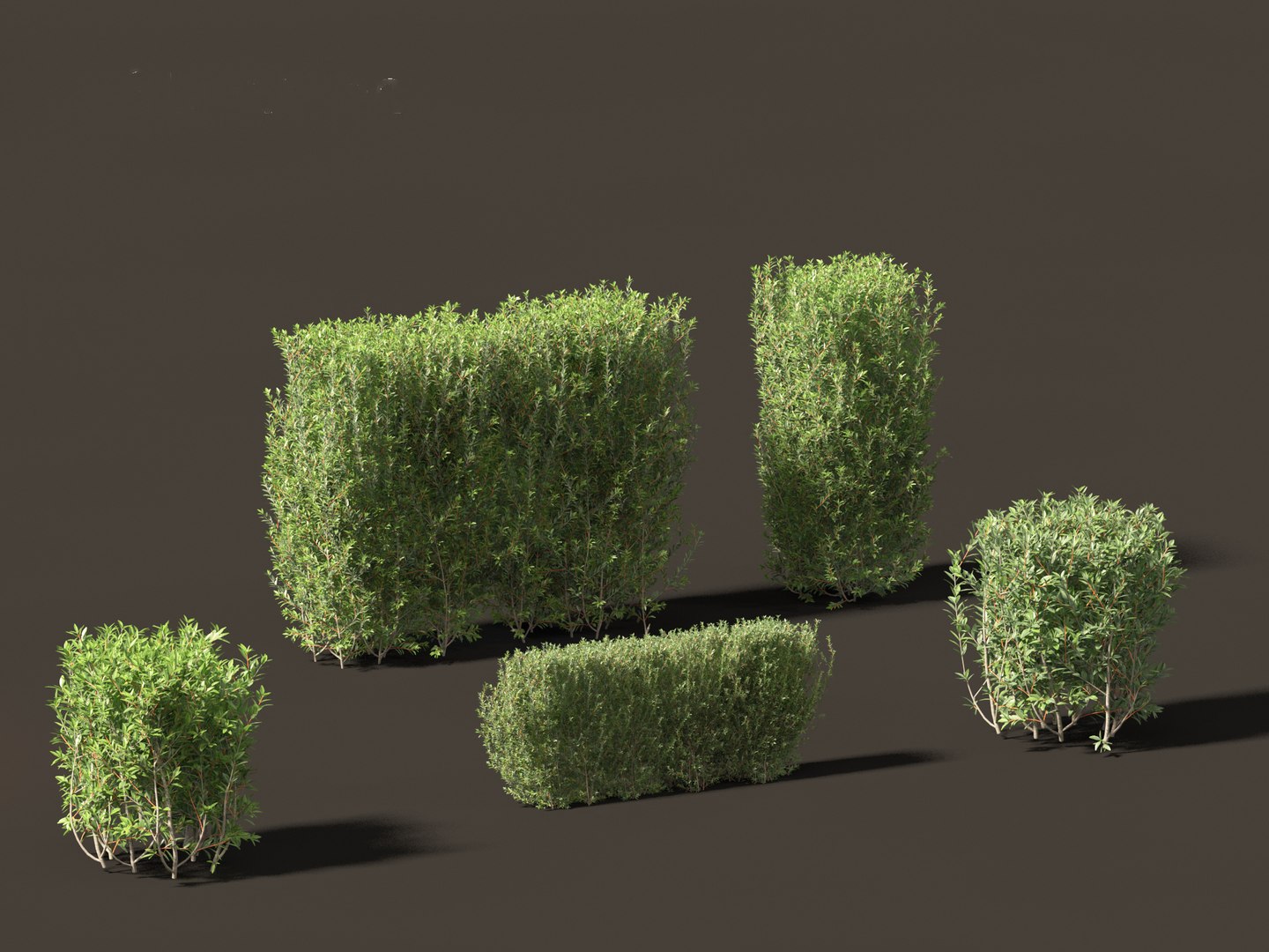 Ligustrum vulgare - European privet 02 3D model https://p.turbosquid.com/ts-thumb/xO/ypKofu/IN/ligustrumvulgare023/jpg/1697116310/1920x1080/fit_q87/5960b2eb5381cbe08fd414d718093f5533c8a4df/ligustrumvulgare023.jpg