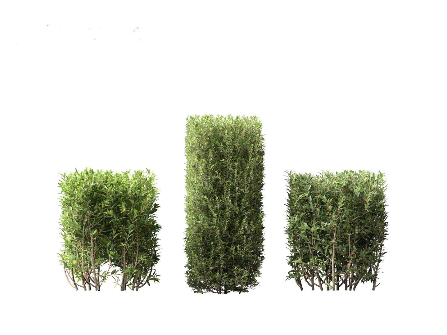 Ligustrum vulgare - European privet 02 3D model https://p.turbosquid.com/ts-thumb/xO/ypKofu/N3/ligustrumvulgare026/jpg/1697116320/1920x1080/fit_q87/1681d05c6bff1e282b78f1b065992e9959b082dd/ligustrumvulgare026.jpg