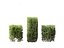 Ligustrum vulgare - European privet 02