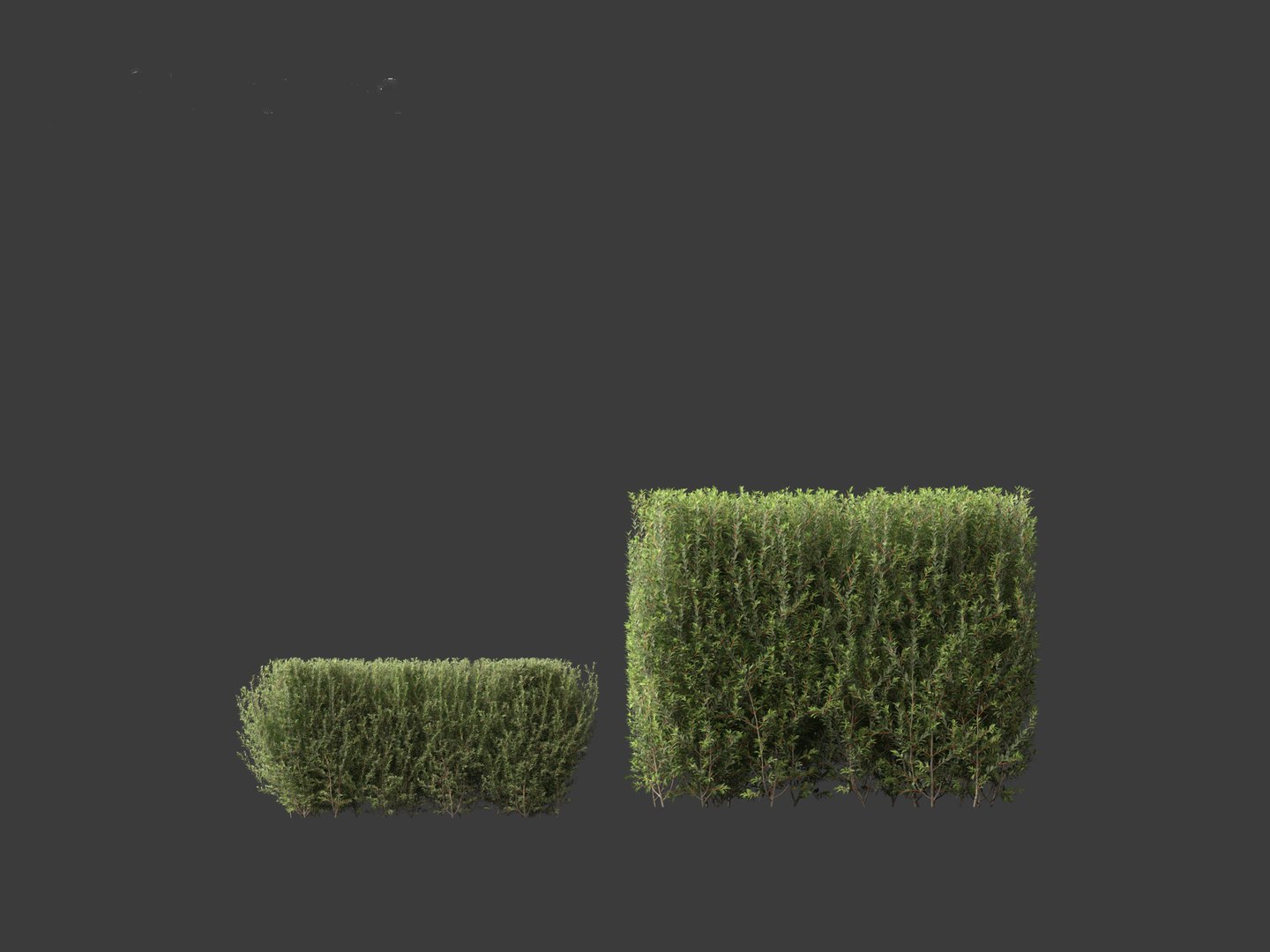 Ligustrum vulgare - European privet 02 3D model https://p.turbosquid.com/ts-thumb/xO/ypKofu/bC/ligustrumvulgare025/jpg/1697116316/1920x1080/fit_q87/cb7c1bbd52ce53e3a916313ae93da22310079b77/ligustrumvulgare025.jpg