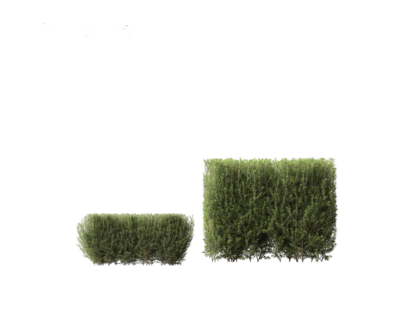 Ligustrum vulgare - European privet 02 3D model https://p.turbosquid.com/ts-thumb/xO/ypKofu/pT/ligustrumvulgare024/jpg/1697116314/1920x1080/fit_q87/1ca91bbb6095a20c201025b6a8e73561726d00ad/ligustrumvulgare024.jpg