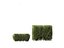Ligustrum vulgare - European privet 02