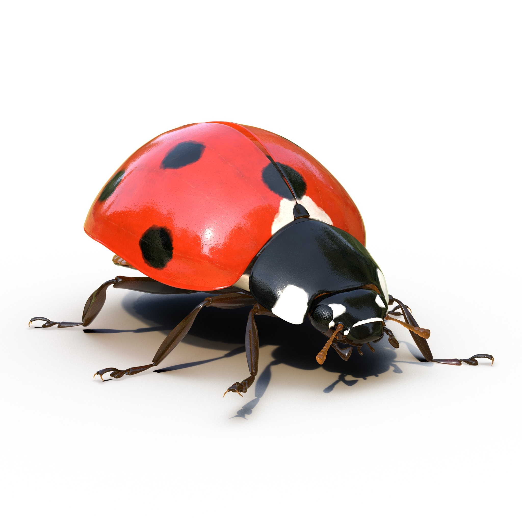 ladybug rigged max