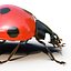 Ladybug Rigged Max