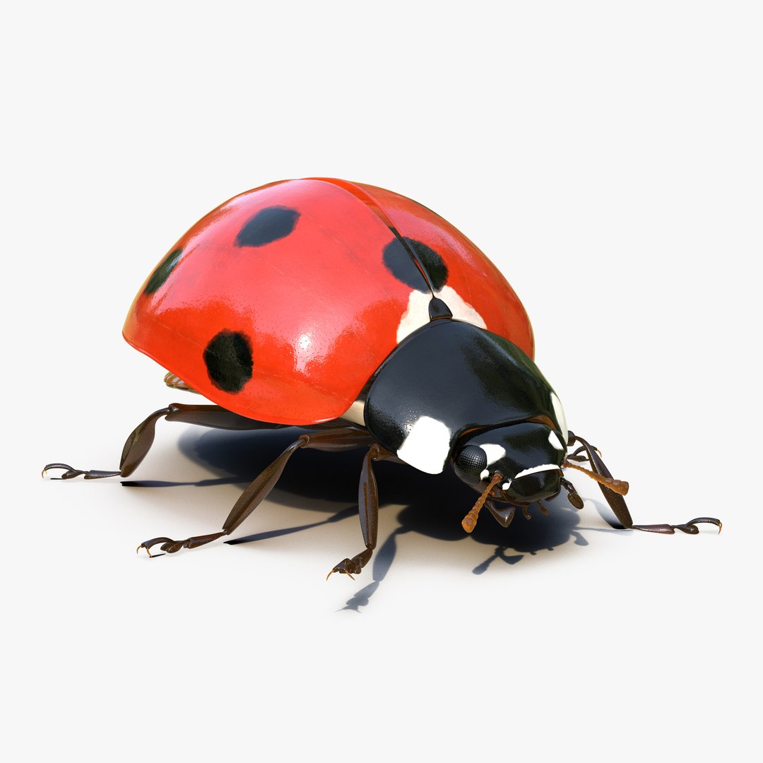 LadyBug Rigged 3D model preview
