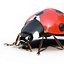 Ladybug Rigged Max