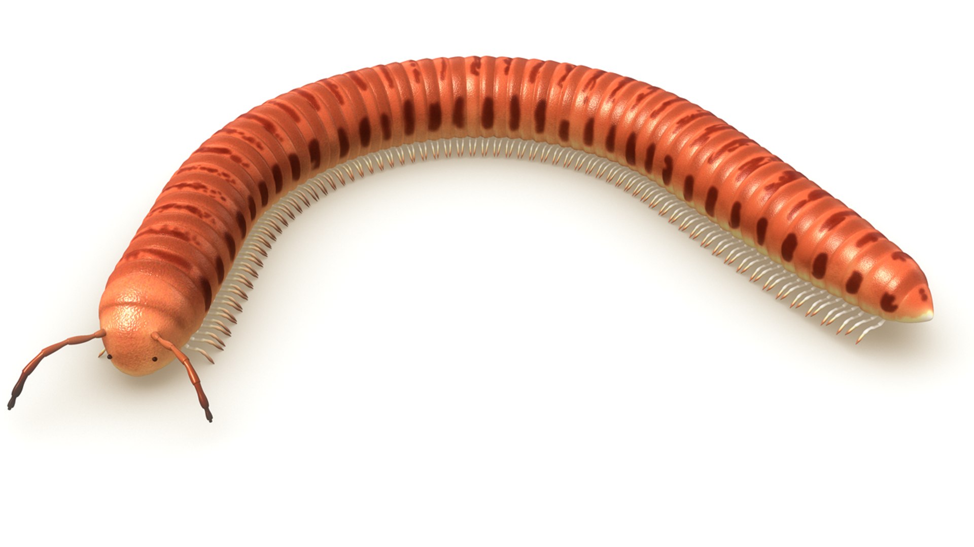 julus genus family obj