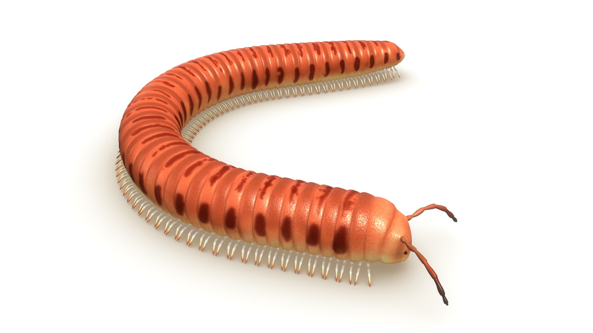 julus genus family obj