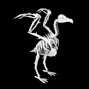 Vulture skeleton 3D