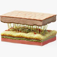 Skin Cross Section