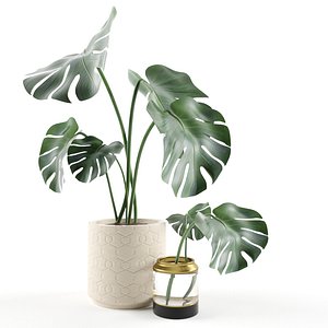 3D monstera pot model