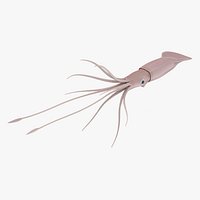 Giant Squid