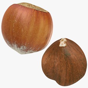 Hazelnut and Hazelnut Shell Collection