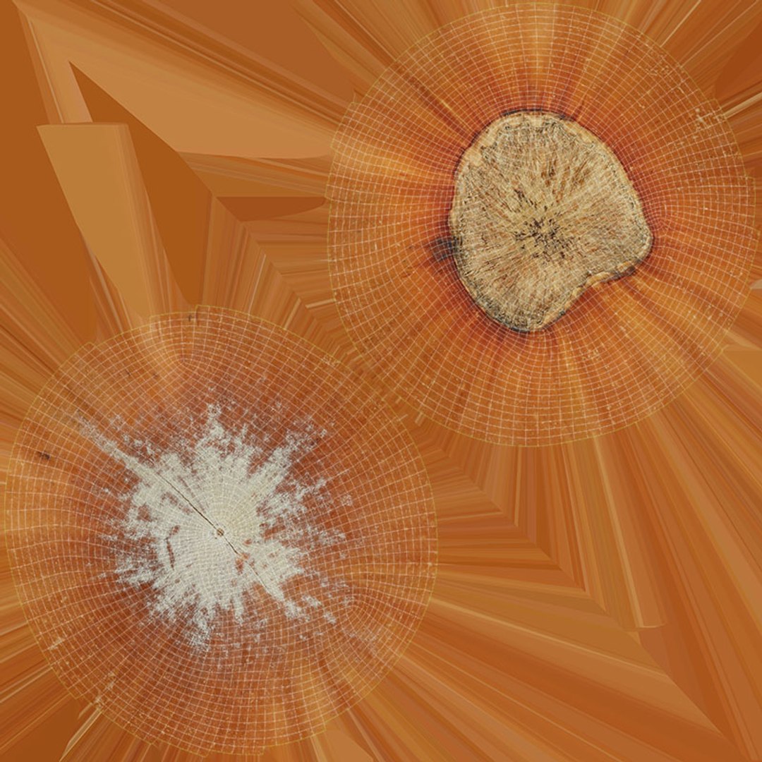 Hazelnut and Hazelnut Shell Collection 3D model https://p.turbosquid.com/ts-thumb/xP/lW62D9/KK/hazelnutshell04_d0004/jpg/1728475243/1920x1080/fit_q87/e0492be8e51163bdee70761b94352d3f88b65028/hazelnutshell04_d0004.jpg