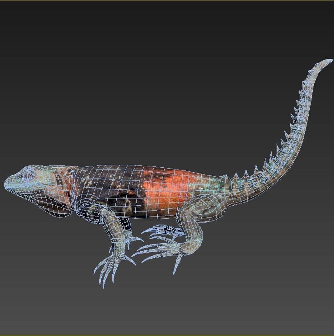 3D Terrarium Reptile Lizard Model - TurboSquid 1452975
