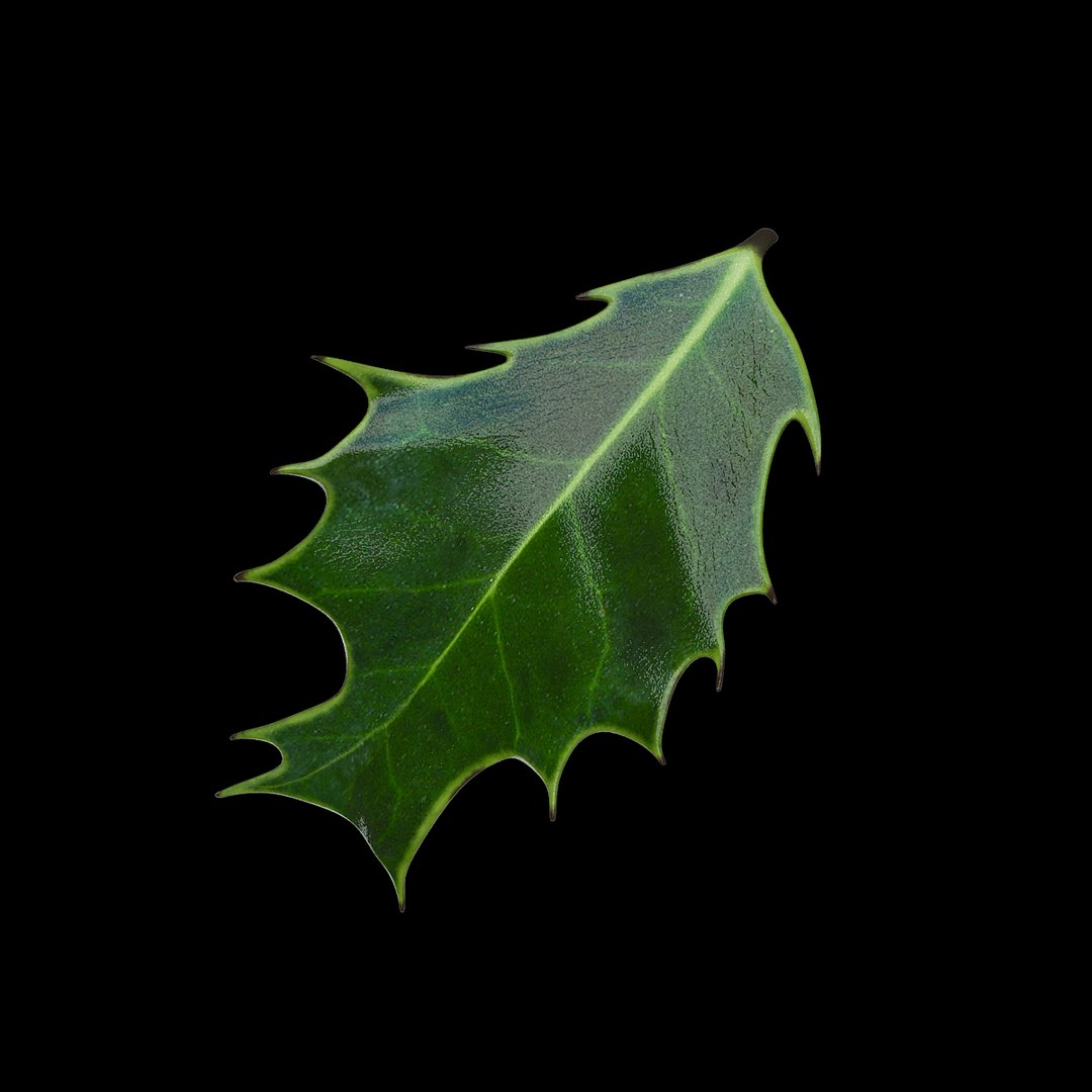 merrell holly leaf