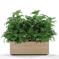 Plants collection 555