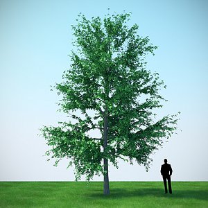 3D mountain maple - 960cm