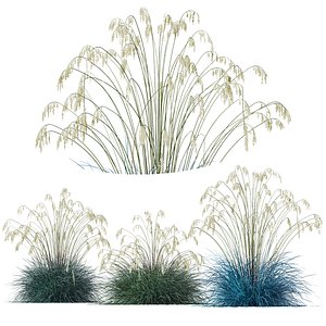 HQ Plants Helictotrichon Sempervirens Pendula Avoine Blue Version03 3D model