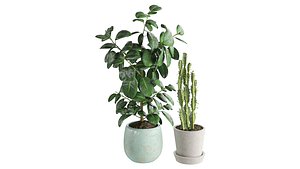 Plants 001 3D model