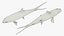Milkfish Rigged For Maya