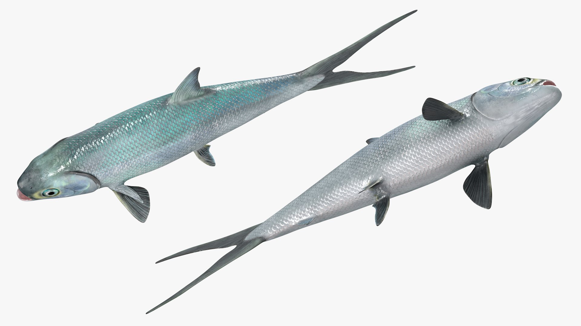 3D Milkfish Rigged For Maya https://p.turbosquid.com/ts-thumb/xQ/SZADnM/AW/milkfish_rigged_for_maya_005/jpg/1775673176/1920x1080/fit_q87/7e56a184c0d2b3de31eae8c4c16a85f5fd069733/milkfish_rigged_for_maya_005.jpg