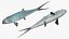 Milkfish Rigged For Maya