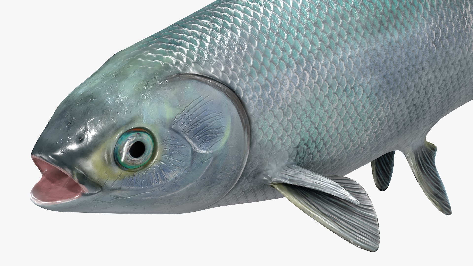 3D Milkfish Rigged For Maya https://p.turbosquid.com/ts-thumb/xQ/SZADnM/Hh/milkfish_rigged_for_maya_006/jpg/1775673179/1920x1080/fit_q87/925b9738f1a4d62c24503afc582c4f8160cfb9ae/milkfish_rigged_for_maya_006.jpg