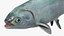 Milkfish Rigged For Maya