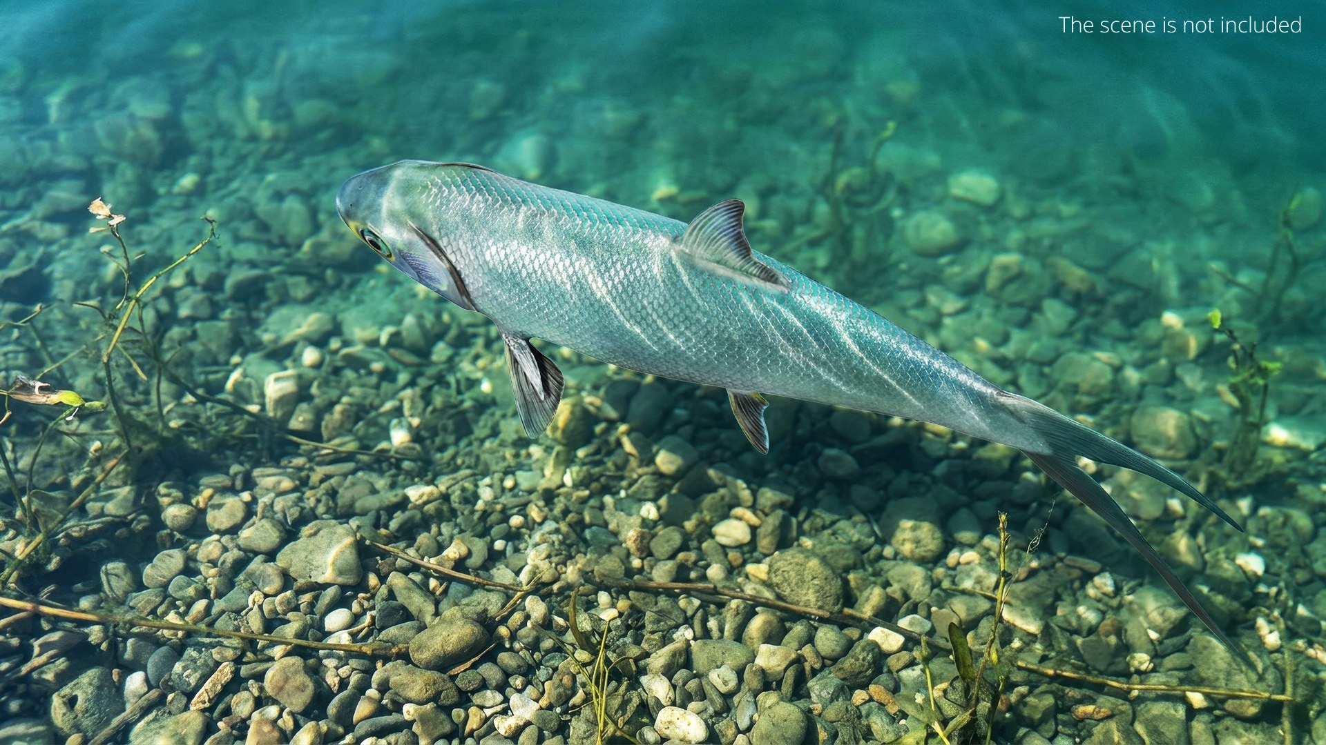 3D Milkfish Rigged For Maya https://p.turbosquid.com/ts-thumb/xQ/SZADnM/RQ/milkfish_rigged_for_maya_003/jpg/1775673170/1920x1080/fit_q87/190a22ccc2c76fdcc63225df7c1c0af405250da9/milkfish_rigged_for_maya_003.jpg