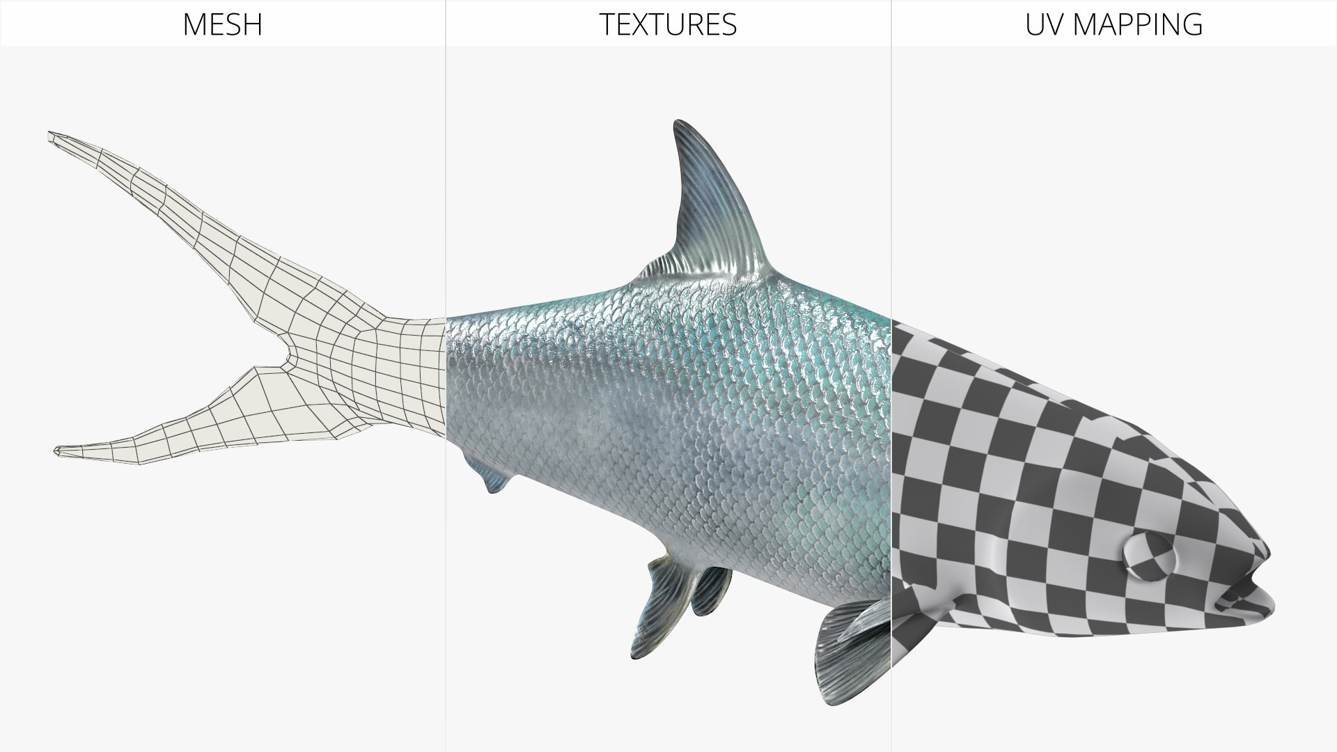 3D Milkfish Rigged For Maya https://p.turbosquid.com/ts-thumb/xQ/SZADnM/SE/milkfish_rigged_for_maya_008/jpg/1775673186/1920x1080/fit_q87/2333fd0d01bf3f74c10d665927383aaad10d6d99/milkfish_rigged_for_maya_008.jpg