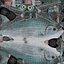 Milkfish Rigged For Maya