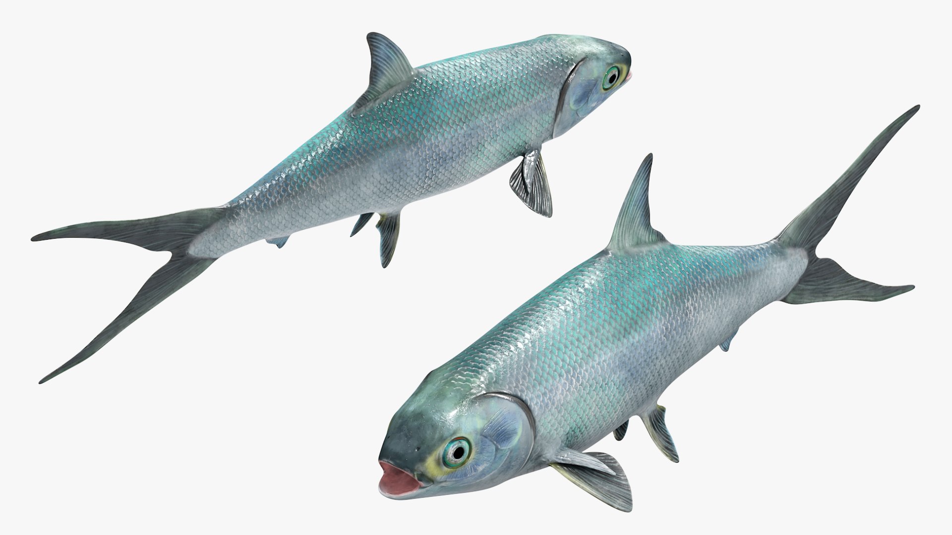 3D Milkfish Rigged For Maya https://p.turbosquid.com/ts-thumb/xQ/SZADnM/fi/milkfish_rigged_for_maya_002/jpg/1775673112/1920x1080/fit_q87/f63c7d7aa4d5d471259c130154571071facd9c7f/milkfish_rigged_for_maya_002.jpg