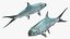 Milkfish Rigged For Maya