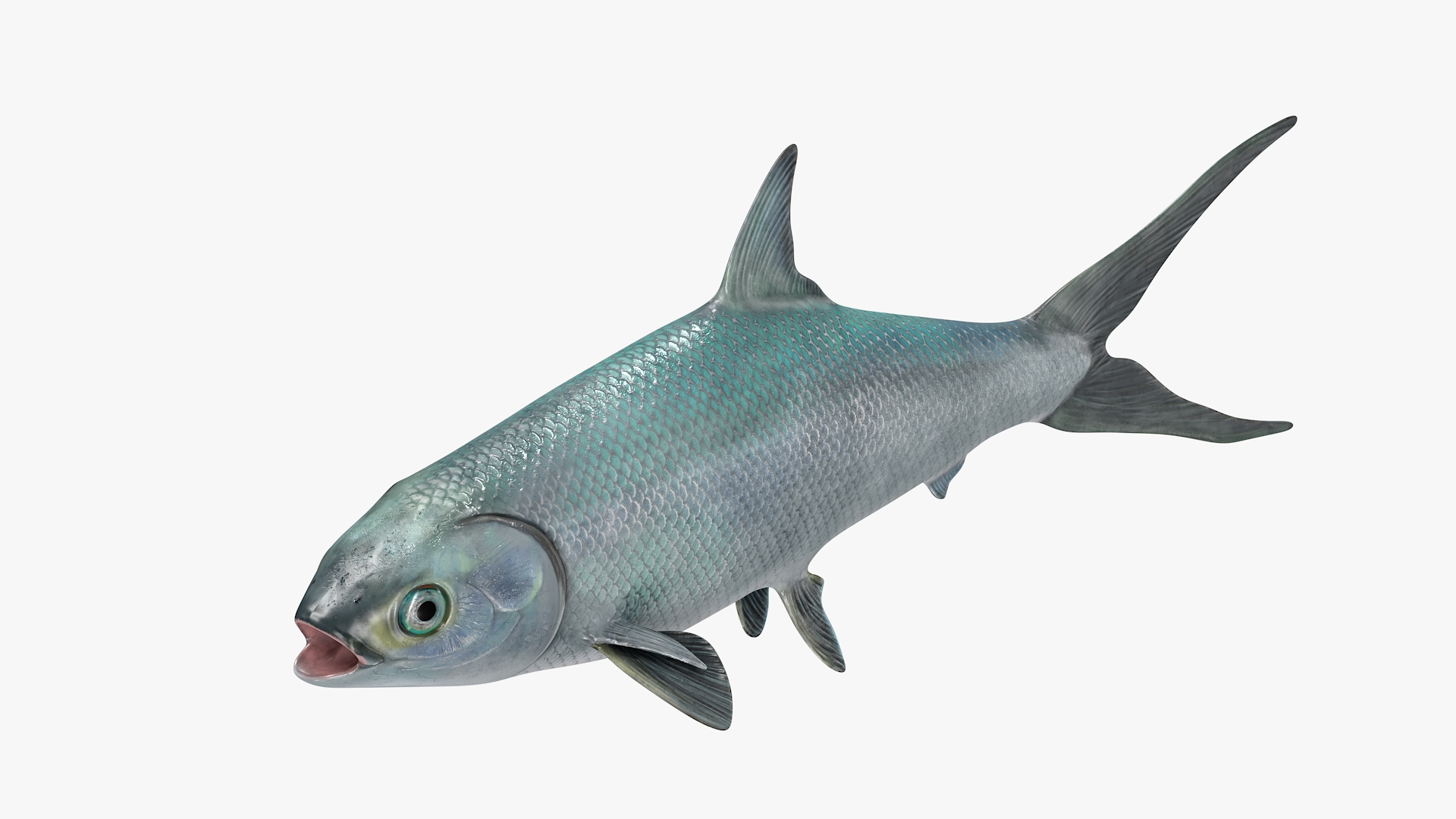 3D Milkfish Rigged For Maya https://p.turbosquid.com/ts-thumb/xQ/SZADnM/j3/milkfish_rigged_for_maya_360/jpg/1775673115/1920x1080/turn_fit_q99/bc17606c8450ad99514cf782b7fea8c018d37731/milkfish_rigged_for_maya_360-1.jpg