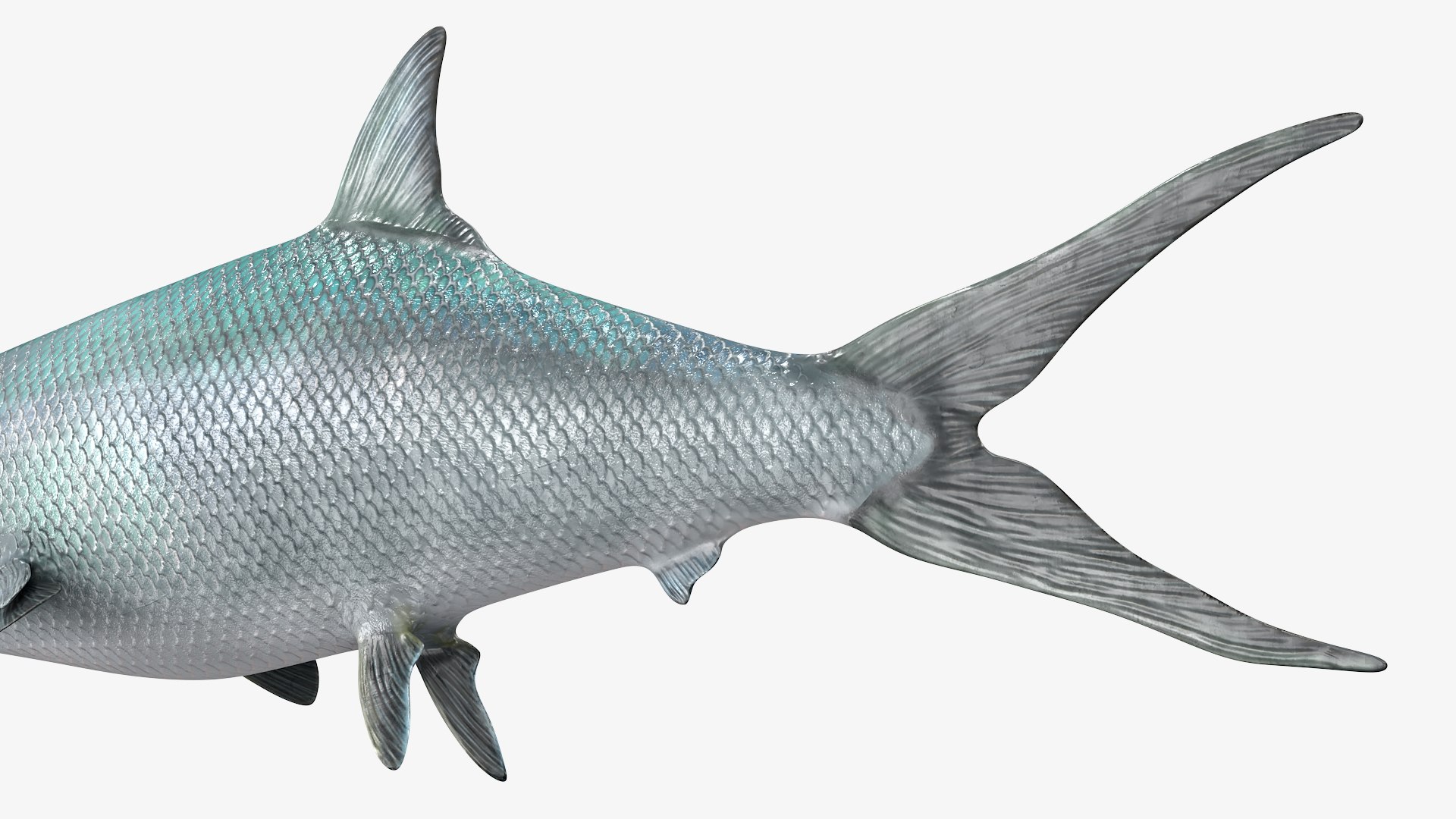 3D Milkfish Rigged For Maya https://p.turbosquid.com/ts-thumb/xQ/SZADnM/rO/milkfish_rigged_for_maya_007/jpg/1775673183/1920x1080/fit_q87/7ff674d7a0168beac7c1b1b9c5b2966420ba744e/milkfish_rigged_for_maya_007.jpg
